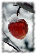 Gefrorener Apfel im Schnee: Weihnachtsferien bei Pfaffmann's Weingelee